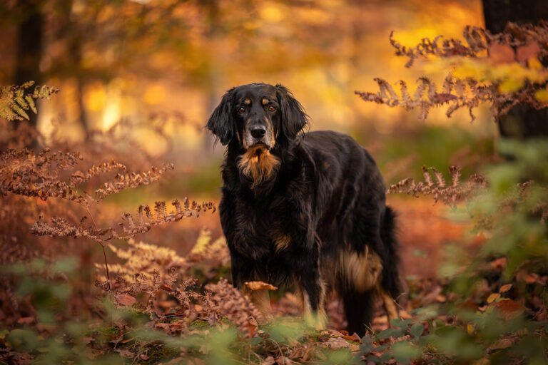 Hovawart Hündin Senior Wald Anne Bertling Fotografie, Münsterland Ruhrgebiet Hunde Pferde NRW