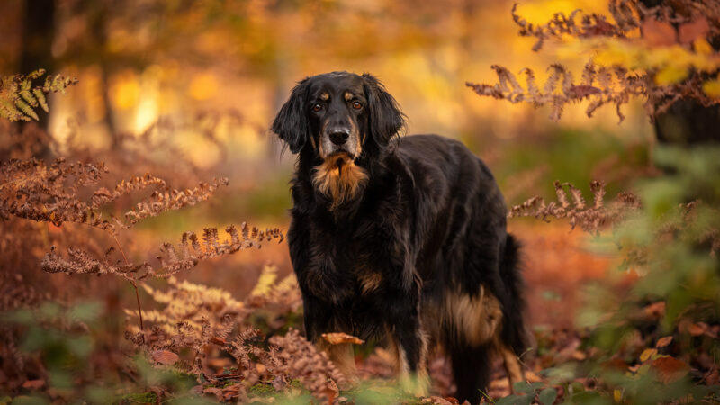 Hovawart Hündin Senior Wald Anne Bertling Fotografie, Münsterland Ruhrgebiet Hunde Pferde NRW
