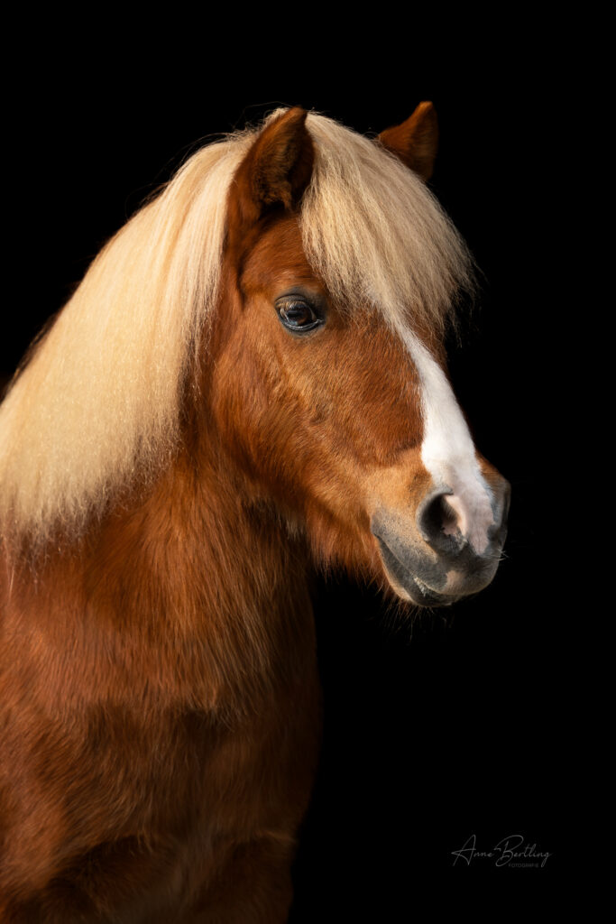 Classic Pony Shetland Hengstvor schwarz Portrait Anne Berlting Fotografie