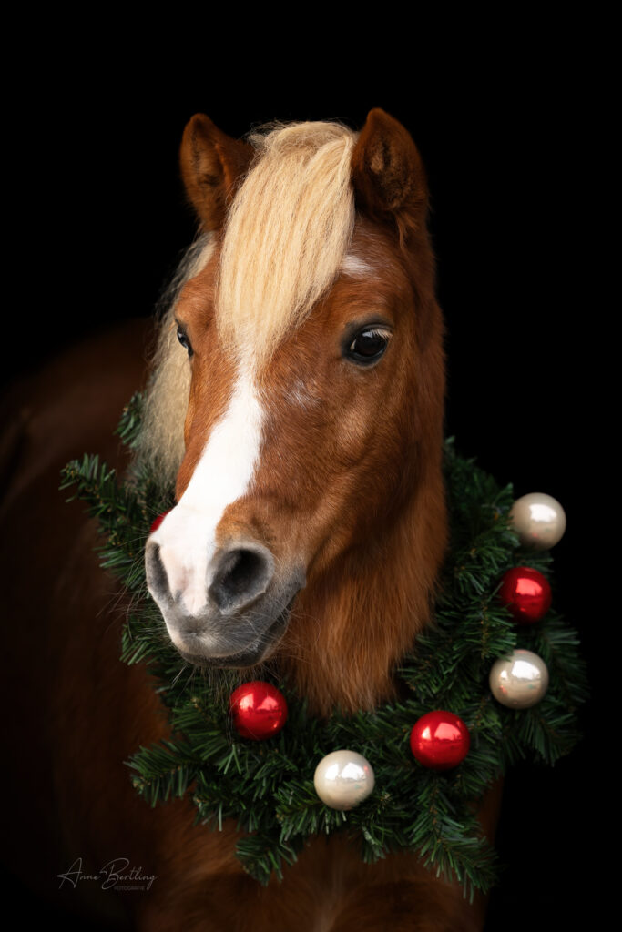 Classic Pony Shetland Hengst mit Kranz Weihnachten Portrait Anne Berlting Fotografie