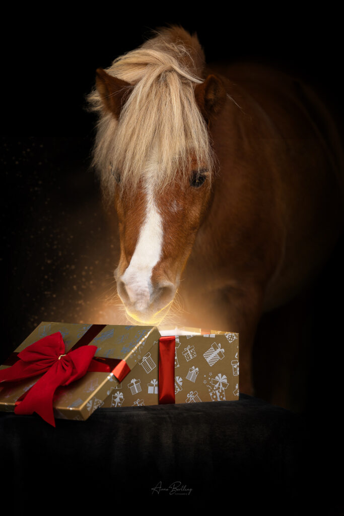 Classic Pony Shetland Hengst mit Geschenk Weihnachten Portrait Anne Berlting Fotografie