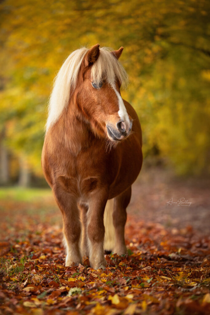 Classic Pony Shetland Hengst im Herbst Portrait Anne Berlting Fotografie