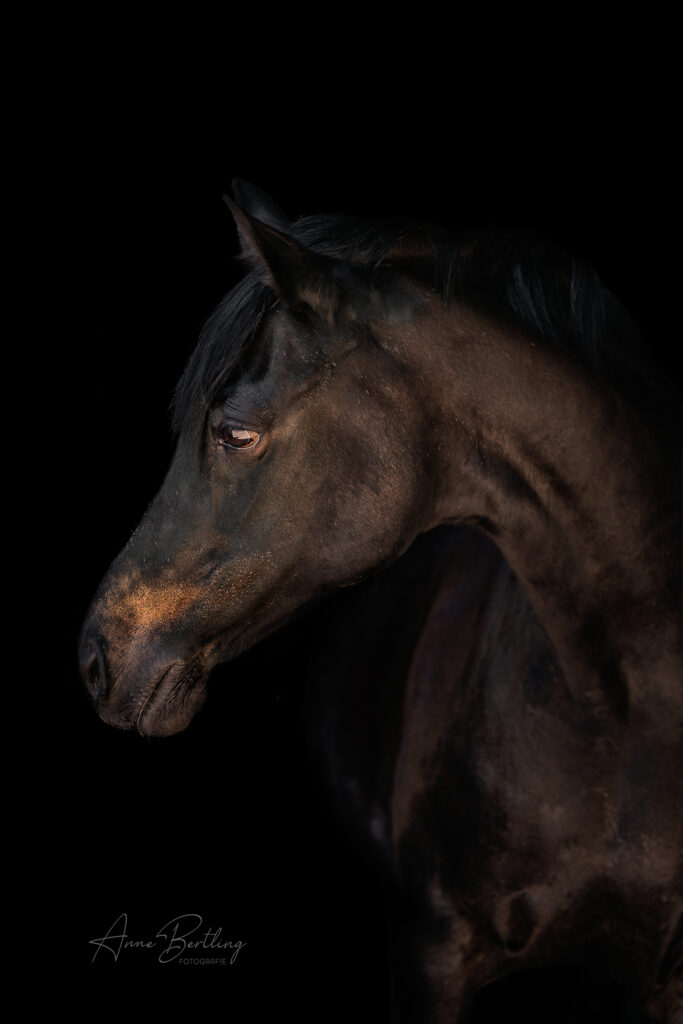 Pony Stute Pferd vor schwarzem Hintergrund Anne Bertling Fotografie Münsterland Ruhrgebiet
