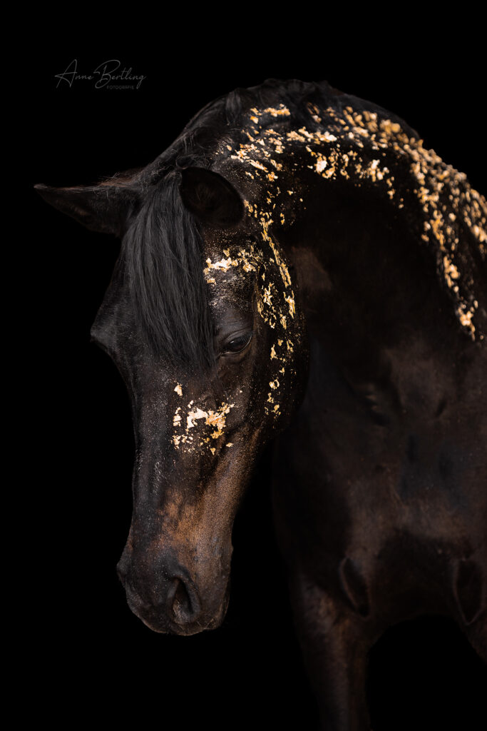 Pony Stute Pferd mit Blattgold vor schwarzem Hintergrund Anne Bertling Fotografie Münsterland Ruhrgebiet