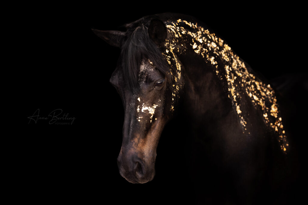 Pony Stute Pferd mit Blattgold vor schwarzem Hintergrund Anne Bertling Fotografie Münsterland Ruhrgebiet