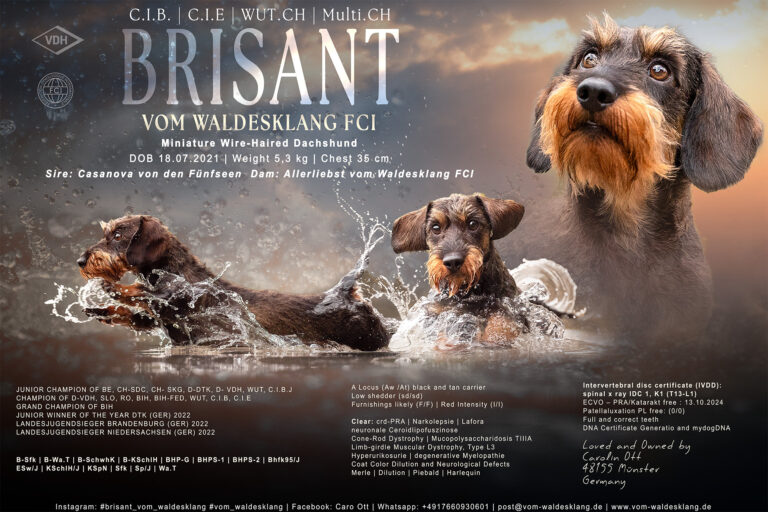 Rüdenpräsentation des Dackel Rüden Brisant vomf Waldesklang, erstellt von Anne Bertling Hundefotografie und Züchtercollagen