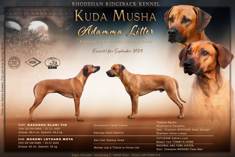 Wurfankündigung von Rhodesian Ridgebacks erstellt als Züchtercollage von Anne Bertling Tierfotografie