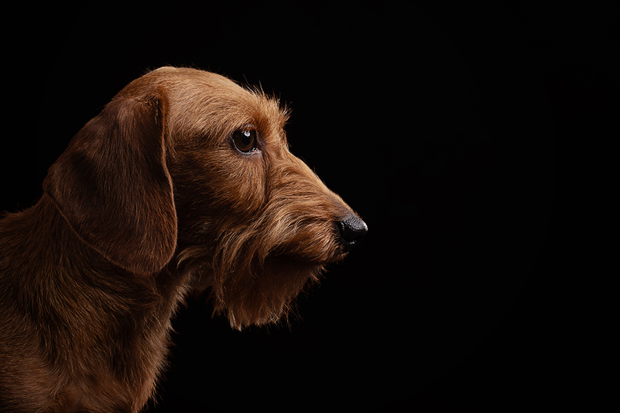 Fotostudio Portrait einer roten Rauhaardackel Hündin vor schwarzem Hintergrund mit edeler Belichtung im Studio von Anne Bertling Tierfotografie in Ascheberg (Westfalen, das liegt zwischen Münster und Dortmund an der A1 in NRW, Deutschland