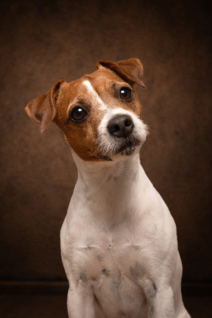 Fotostudio Portrait im Renaissance Stil von einem Jack Russell Terrier vor braundem Hintergrund, hochwertig und edel fotografiert von der Hundefotografin Anne Bertling aus Ascheberg im Münsterland, NRW.