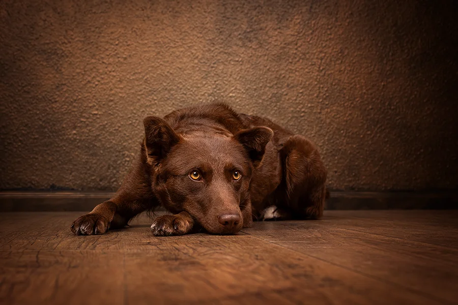 Studioportrait eines Tierschutz Mischlings Hund auf Holzboden liegend vor barockem braunen Hintergrund, hochwertig und edel fotografiert von der Tierfotografin Anne Bertling aus Ascheberg im Münsterland, NRW.