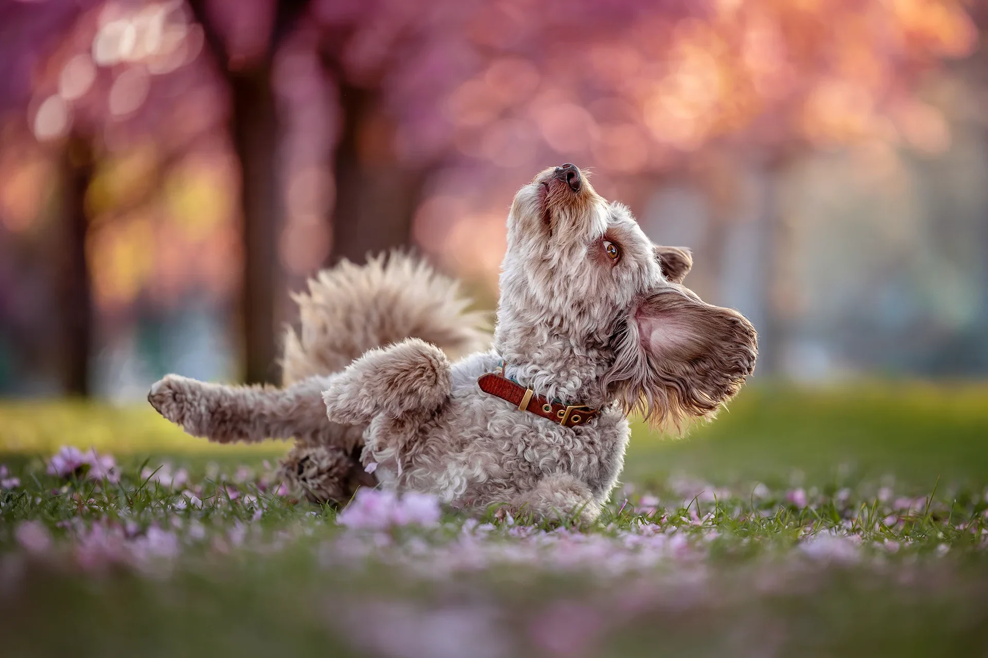 Portrait eines glücklichen Aussiedoodle, der sich unter den Kirschbäumen in Kirschblüten mit fliegenden Ohren wälzr, fotografiert von Anne Berlting Fotografie in Emsdetten in der Nähe von Münster im Münsterland, NRW