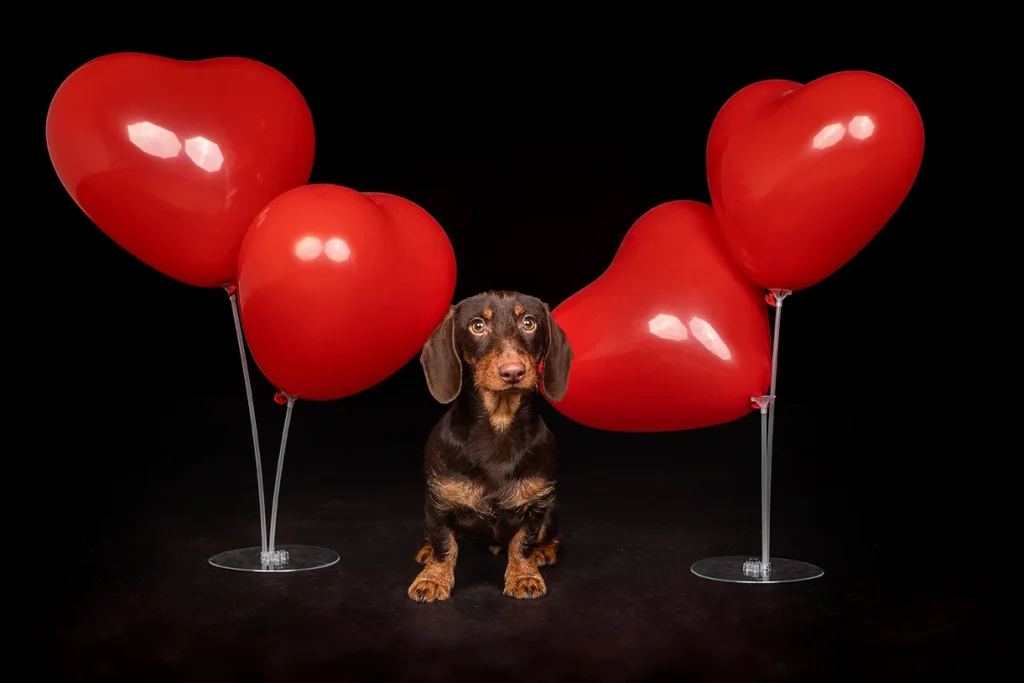 Ein Valentinstags Portrait eines Dackels im Fotostudio vor schwarzem Hintergrund mit Herzchen Ballons, hochwertig fotografiert von der Hunde Fotografin Anne Bertling aus Ascheberg bei Münster und Dortmund, NRW.