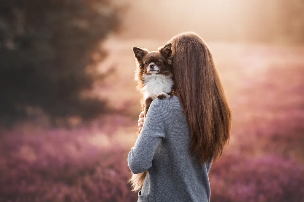 Eine Hundehalterin trägt ihren Chihuahua Rüden auf dem Arm. Sie stehen in der blühenden Heide in Haltern (NRW) im weichen Gegenlicht, fotografiert von der Hundefotografin Anne Bertling aus Ascheberg bei Münster im Münsterland.