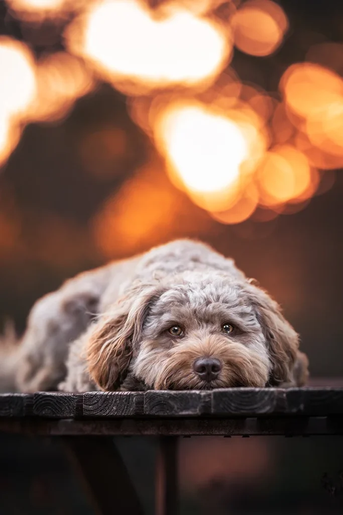 Ein Aussiedoodle liegt auf einer Bank im goldenen Licht und weichem Bokeh in Steinfurt (NRW), fotografiert von der Hundefotografin Anne Bertling aus Ascheberg, bei Münster und Dortmund.