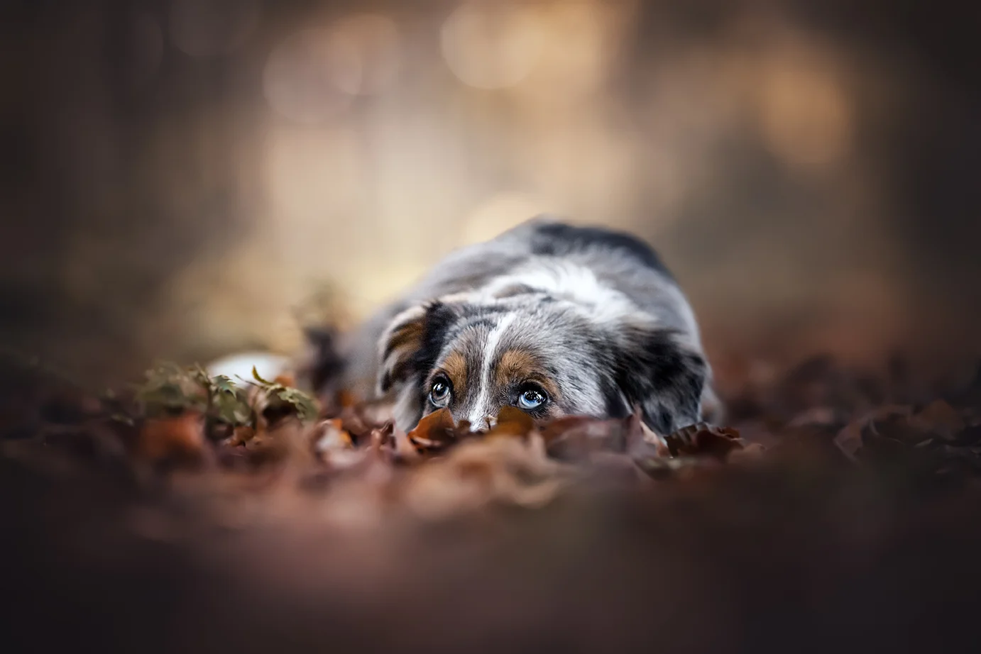 Australian Shepherd Hündin im Laub Wald im Herbst, aufgenommen von Anne Bertling Tierfotografie aus Ascheberg, Münsterland, NRW