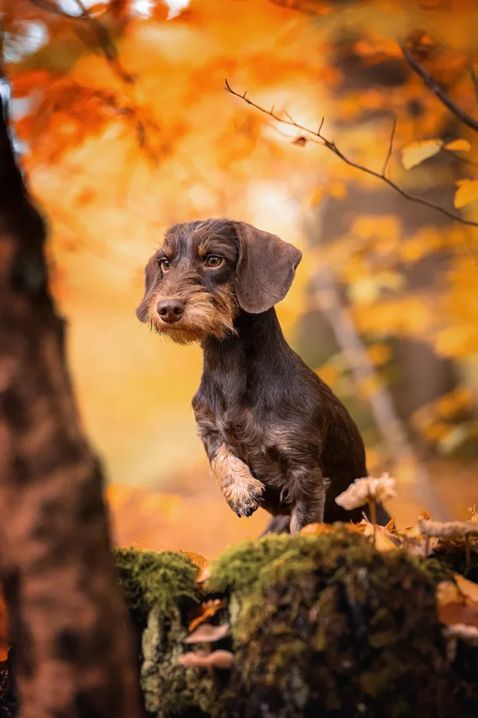 Dackel Portrait im Herbstwald bei Münster (NRW), fotografiert von der Hundefotografin Anne Bertling aus Ascheberg im Münsterland.