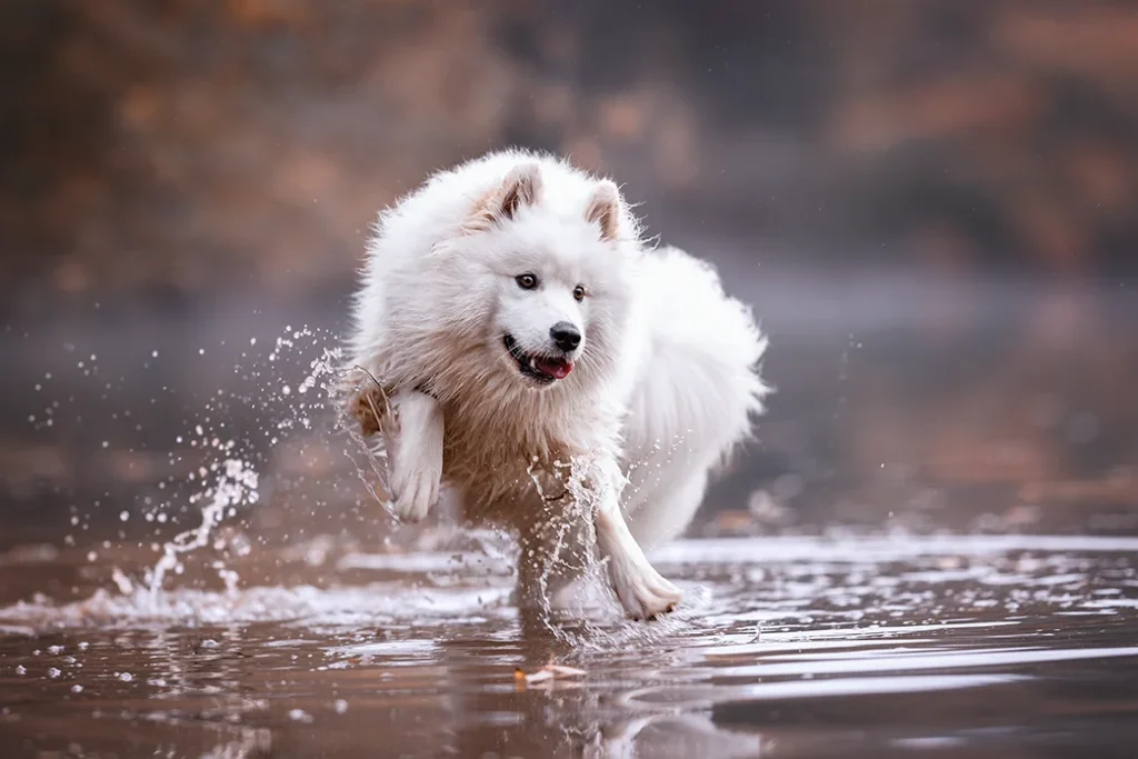 Ein Samojede springt durch das Wasser im See in Dülmen nahe Münster (NRW), fotografiert von der Hundefotografin Anne Bertling aus Ascheberg im Münsterland.