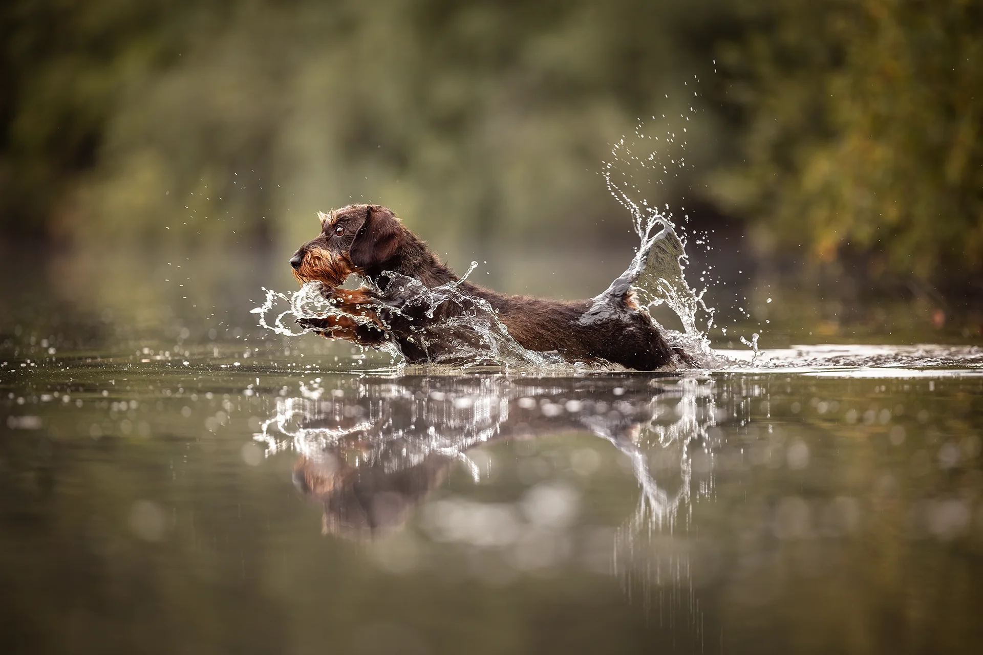 Portrait des Rauhaardackel Rüden Brisant beim Sprung ins Wasser mit spritzenden Wassertropfen und einer Spiegelung, fotografiert von Anne Bertling Fotografie, Hundefotografin aus Ascheberg im Münsterland, NRW, aufgenommen in einem See bei Beckum im Ruhrgebiet.