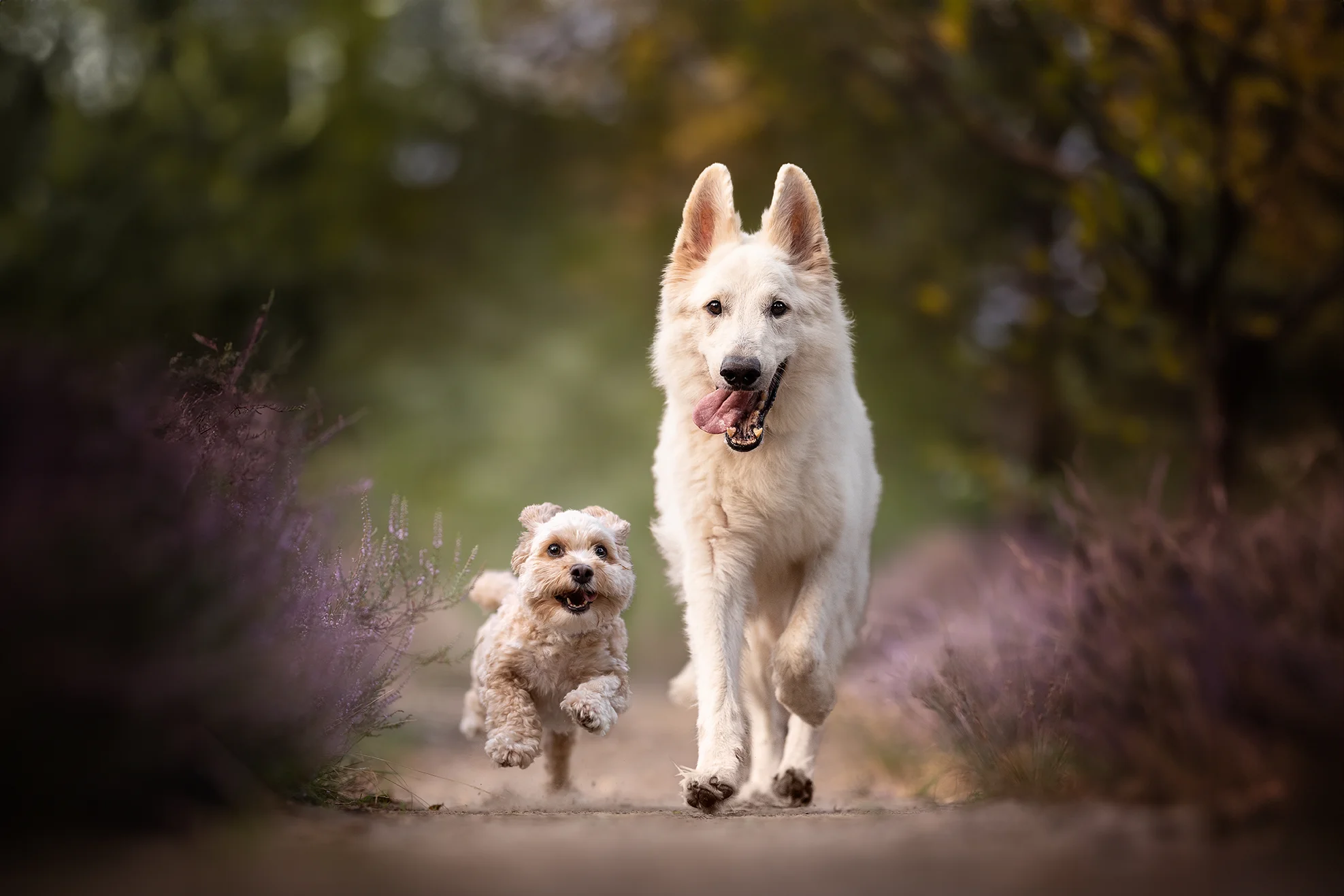 Portrait von zwei glücklichen, freilaufenden Hunden, ein weißer Schäferhund und ein kleiner Malteser, fotografiert von Anne Bertling Hunde Fotografie aus Ascheberg (Westfalen) im Münsterland, NRW, an der A1 zwischen Münster und Dortmund am Rande des Ruhrgebiets