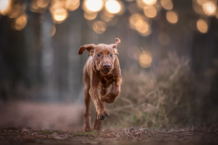 Ein ungarischer Vorstehhund Welpe rennt durch die Heide im goldenen Licht nahe Münster (NRW), fotografiert von der Hundefotografin Anne Bertling aus Ascheberg im Münsterland.