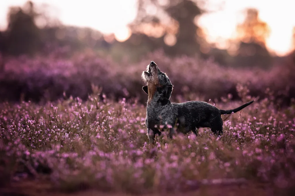 hundefotografie-hiltrup-teckel-muenster