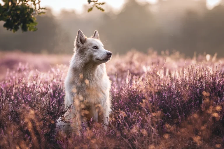 Ein Husky sitzt in der Heide bei warmen Morgenlicht in Haltern bei Münster (NRW), fotografiert von der Hundefotografin Anne Bertling aus Ascheberg im Münsterland.