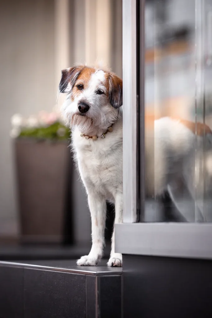 Terrier in der Stadt Lüdinghausen nahe Münster (NRW), fotografiert von der Hundefotografin Anne Bertling aus Ascheberg im Münsterland.