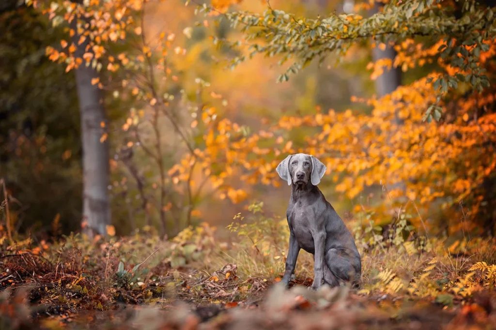 Weimaraner Junghund im Herbstwald nahe Münster (NRW), fotografiert von der Hundefotografin Anne Bertling aus Ascheberg im Münsterland.