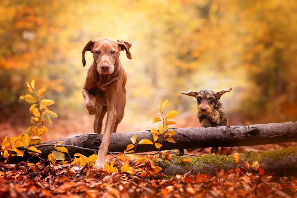 Vizsla und Dackel stringen über einen Baumstamm im Herbstwald bei Münster (NRW), fotografiert von der Tierfotografin Anne Bertling aus Ascheberg im Münsterland.