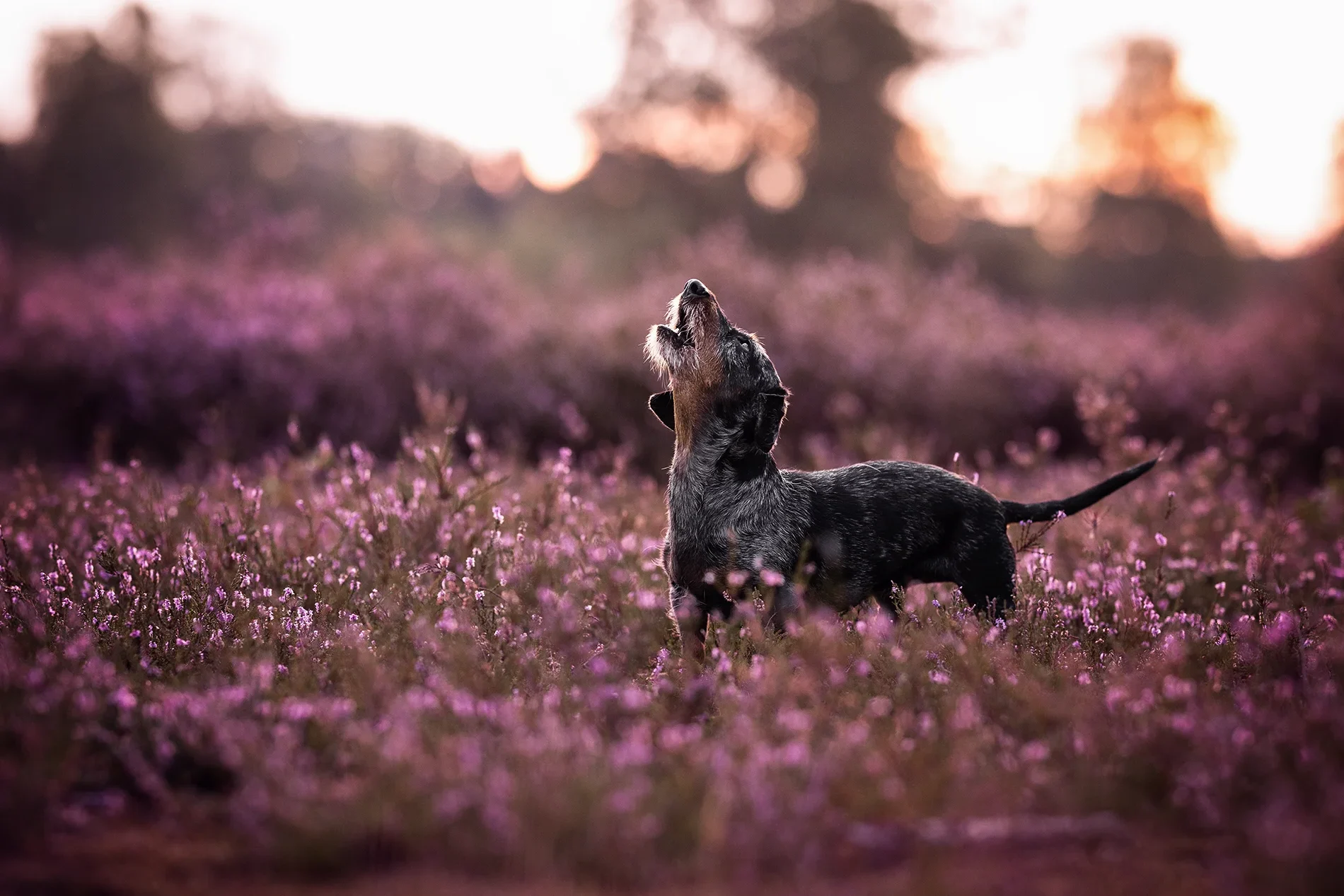 Hundefotografie von einem Dackel in der Heide im Münsterland, fotografiert von Anne Bertling Tierfotografin aus Ascheberg bei Münster und Dortmund.