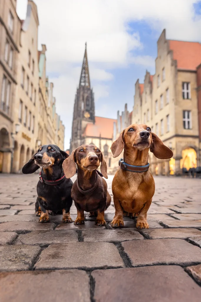 Drei Kurzhaar Dackel Hunde in Münster auf dem Prinzipalmarkt, fotografiert von der Hundefotografin Anne Bertling aus Ascheberg (NRW) in der Nähe von Dortmund (Ruhrgebiet).