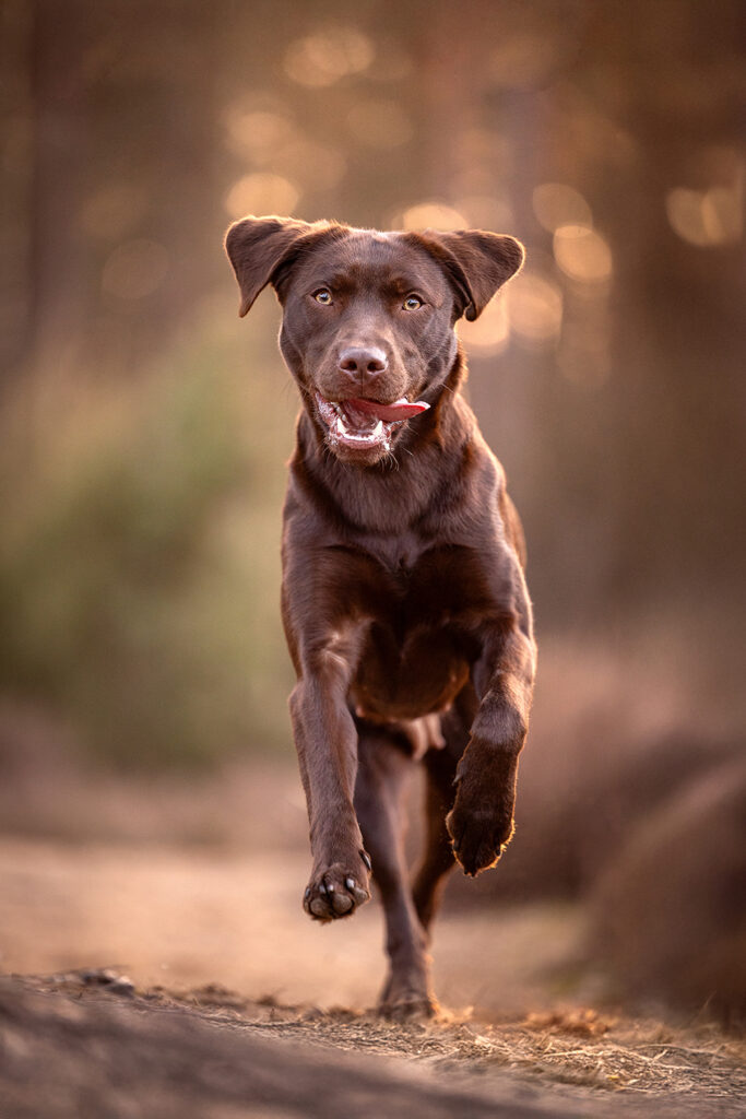 Schokobrauner Labrador Retriever Junghund rennend in Telgte (NRW, fotografiert von Hundefotografie Anne Bertling aus Ascheberg, Münsterland und Ruhrgebiet.