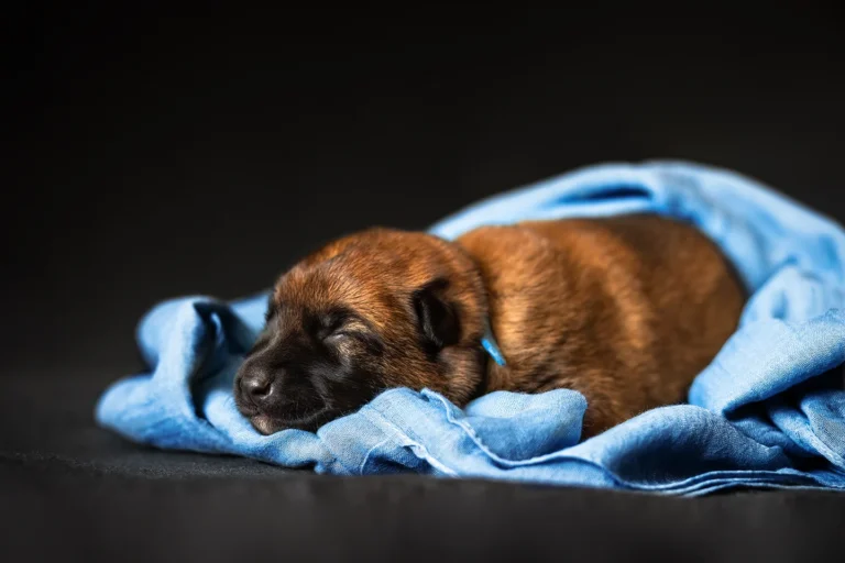 Einzelportrait eines Malinois Welpen fotografiert von Anne Bertling Hundefotografie aus Ascheberg (Westfalen, zwischen Münster und Dortmund (Ruhrgebiet) gelegen