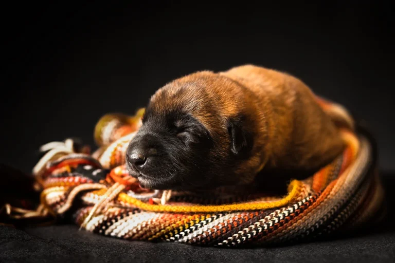 Einzelportrait eines belgischen Schäferhund Welpen fotografiert von Anne Bertling Hundefotografie aus Ascheberg (Westfalen, zwischen Münster und Dortmund gelegen