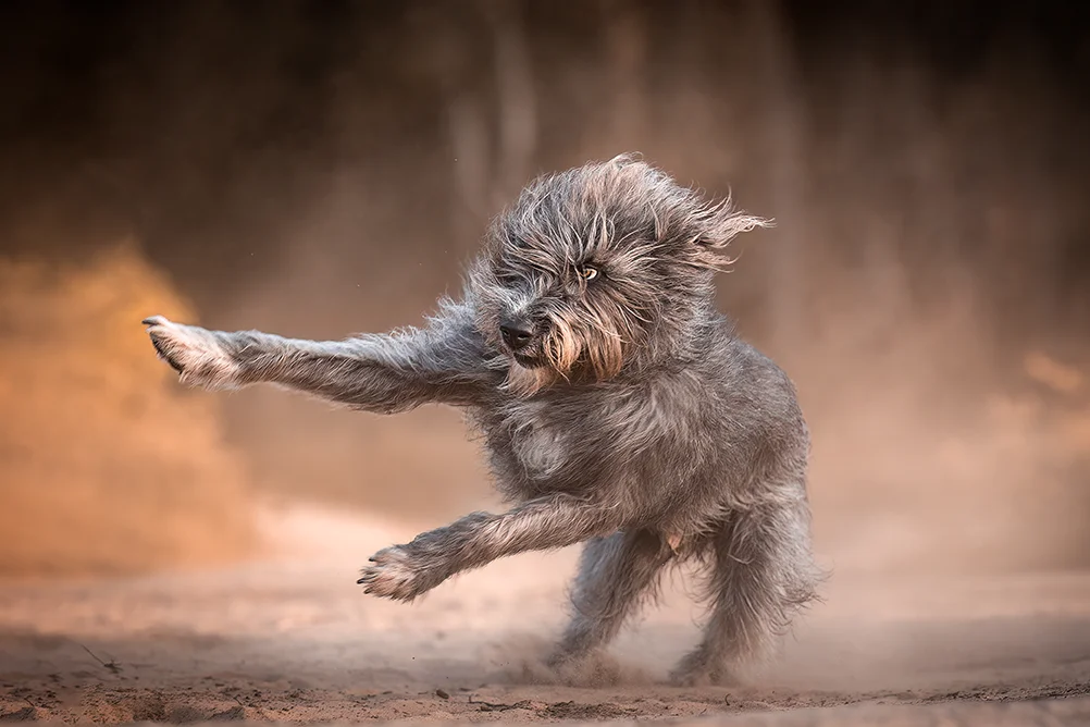 Hund in Action im Sand, fotografiert im Münsterland von Hundefotografin Anne Bertling aus Ascheberg (Westfalen), an der A1 zwischen Münster und Dortmund, am Rande des Ruhrgebiets, NRW.