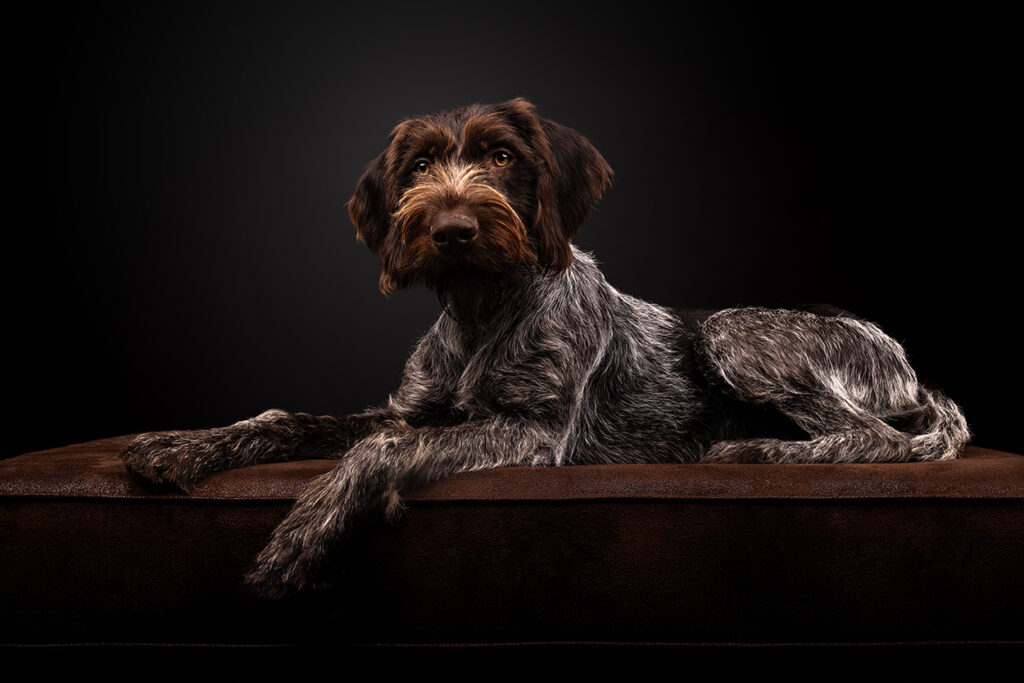 Fotostudio Portrait eines liegenden Deutsch Drahthaar Jagdhund vor schwarzem Hintergrund, hochwertig und edel fotografiert von der Tierfotografin Anne Bertling aus Ascheberg im Münsterland, NRW.