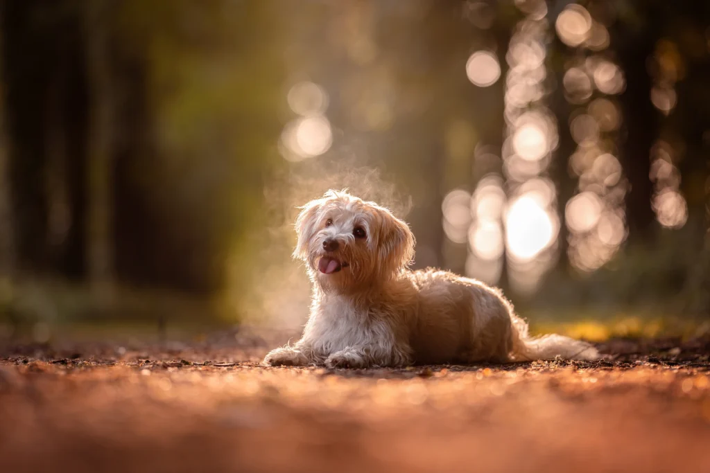 Malteser im herbstlichen Wald und goldenem Morgenlicht in Senden bei Münster (NRW), fotografiert von Anne Bertling Hundefotografie aus dem Münsterland