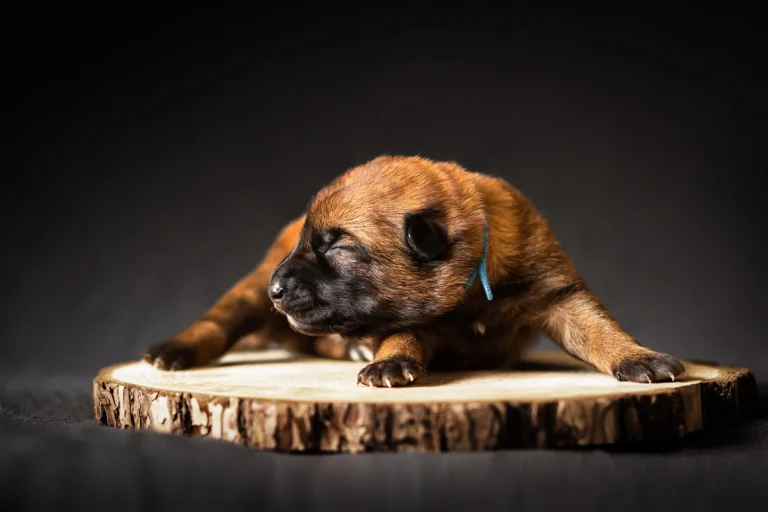 Einzelportrait eines Malinois Welpen fotografiert von Anne Bertling Hundefotografie aus Ascheberg (Westfalen, zwischen Münster und Dortmund gelegen