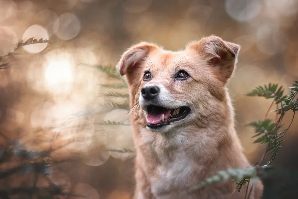 Tierschutz Hündin im Wald mit Bokeh in Münster (NRW), fotografiert von der Tierfotografin Anne Bertling aus Ascheberg im Münsterland.