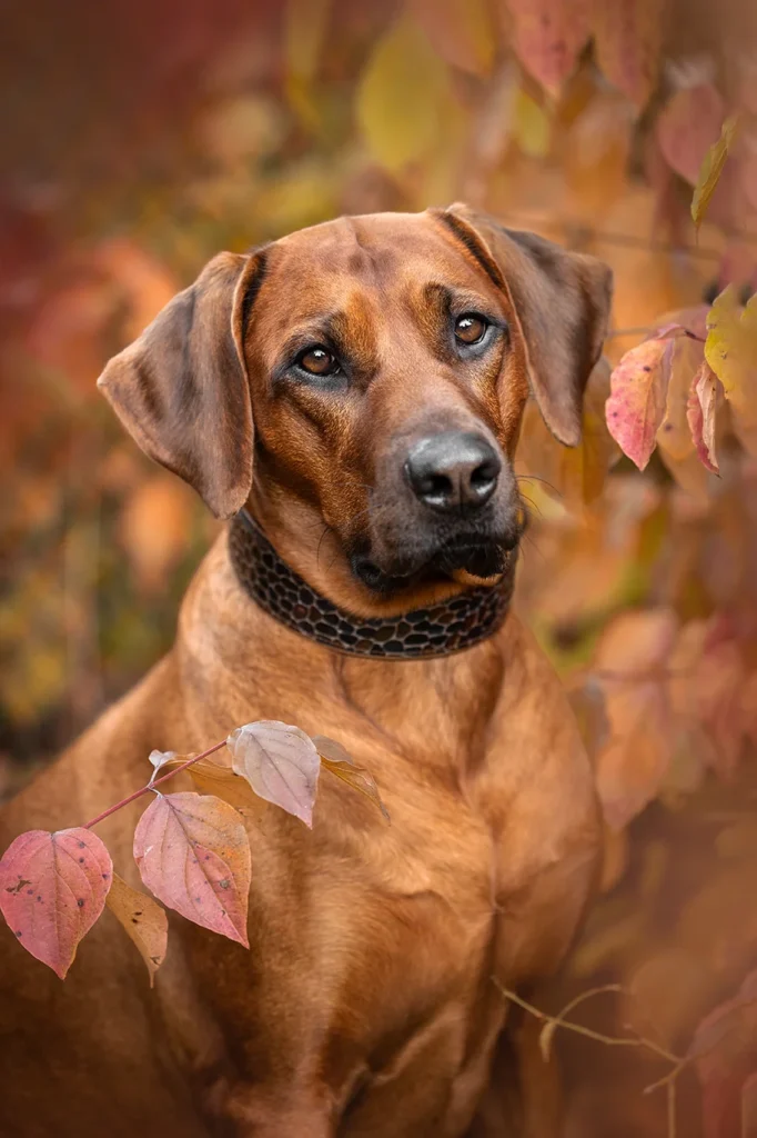 Rhodesian Ridgeback Rüde in Münster (NRW), fotografiert von der Hundefotografin Anne Bertling aus Ascheberg im Münsterland.