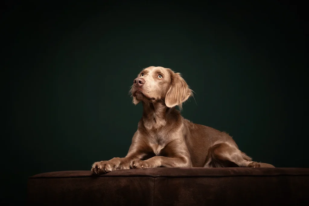 Ein Weimaraner liegt auf einem braunen Sofa vor dunkelgrünem Hintergrund, edeles Portrait mit Studioblitz, fotografiert von der Hundefotografin Anne Bertling aus Ascheberg (Münsterland, NRW) in ihrem Fotostudio für Tiere zwischen Münster und Dortmund gelegen.