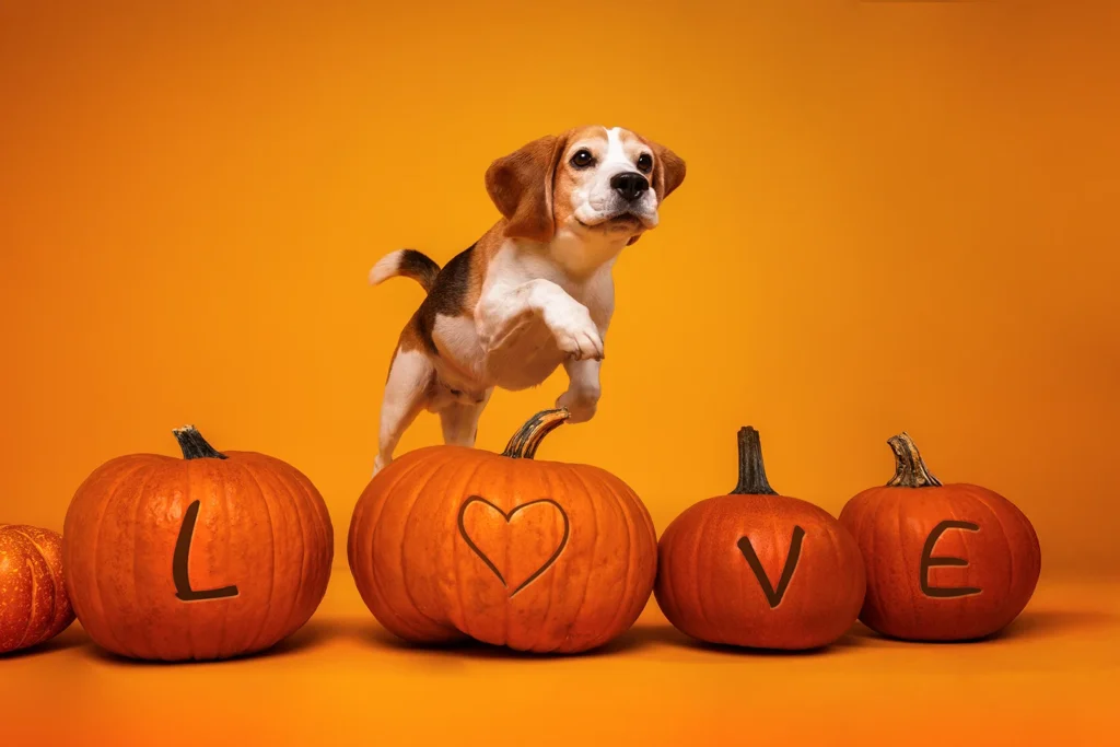 Ein Beagle spring im Fotostudio vor orangem Hintergrund über Halloween Kürbisse, der Schriftzug Love ist eingeritzt, fotografiert von der Hundefotografin Anne Bertling aus Ascheberg (Münsterland, NRW) in ihrem Fotostudio für Tiere zwischen Münster und Dortmund gelegen.