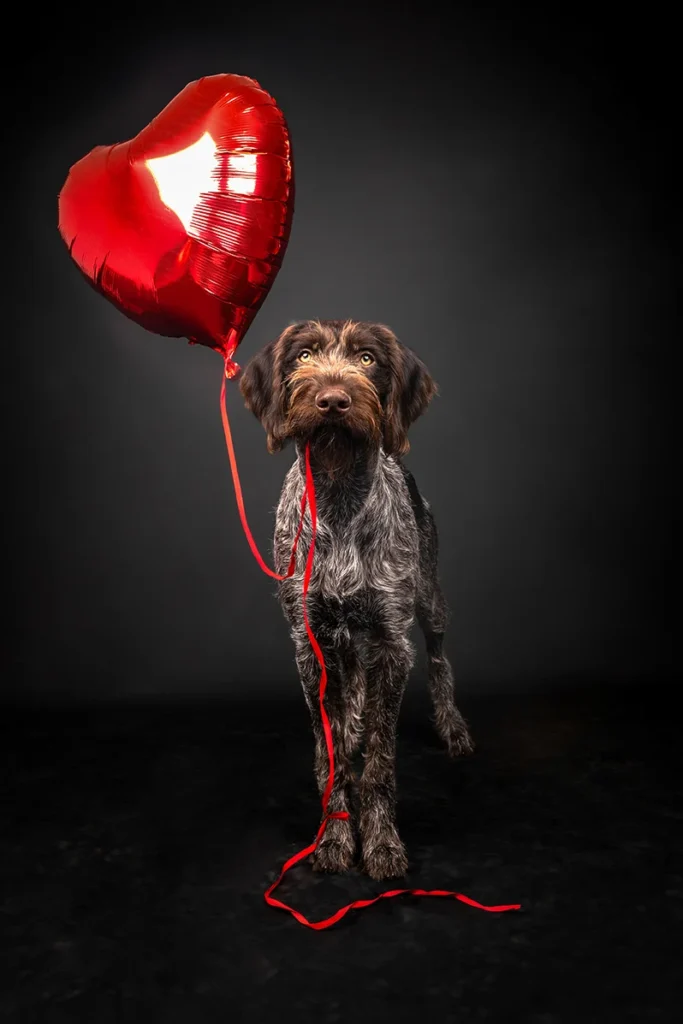 Ein Valentinstags Foto von einem Deutsch Drahthaar mit einem Luftballon Herz vor schwarzem Hintergrund, hochwertig und edel fotografiert von der Tierfotografin Anne Bertling aus Ascheberg im Münsterland, NRW.