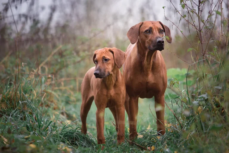 Rhodesian Ridgeback Hündin und Welpe nahe Münster (NRW), fotografiert von der Tierfotografin Anne Bertling aus Ascheberg im Münsterland.
