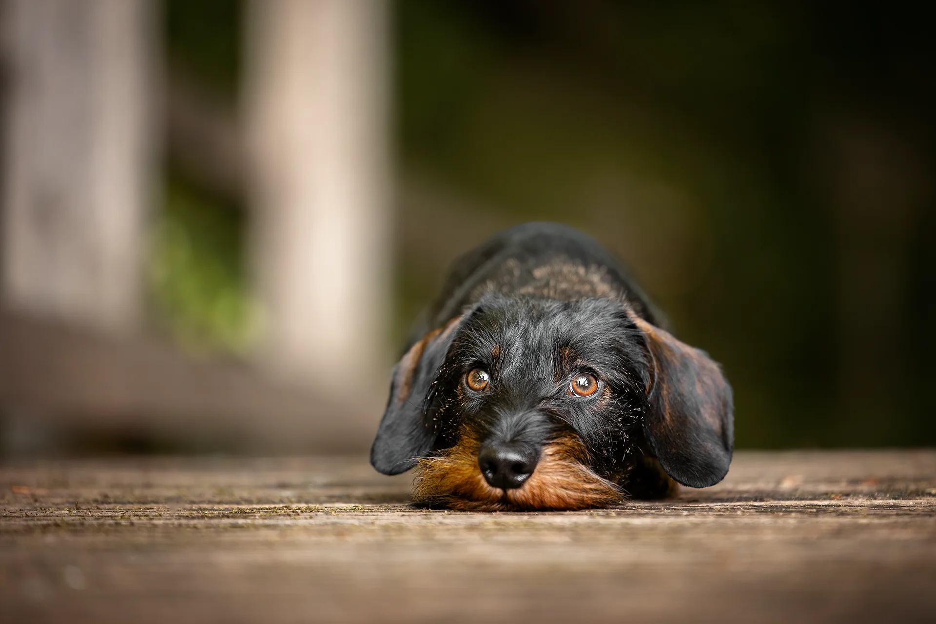 Dackel auf einem Steg in Münster Hiltrup, fotografiert von Hundefotografie Anne Bertling aus Ascheberg im Münsterland, NRW