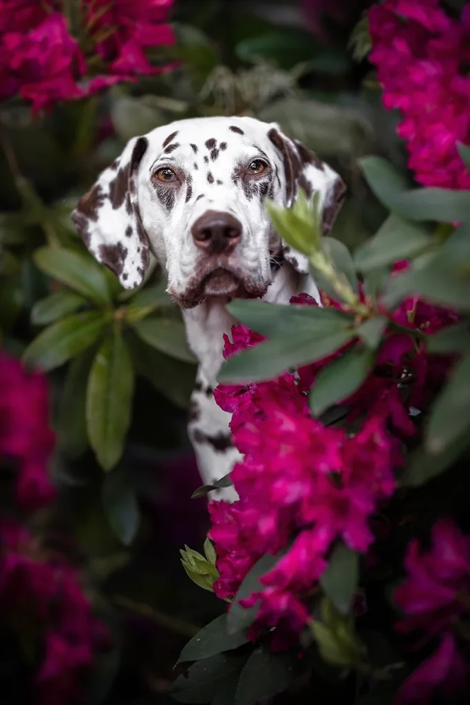 Dalmatiner im Rhododendron nahe Münster (NRW), fotografiert von der Hundefotografin Anne Bertling aus Ascheberg im Münsterland.