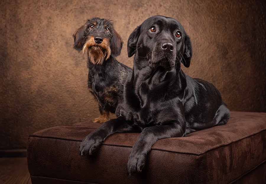Fotostudio Portrait von deinem Dackel und einem Labrador Retriever vor barockem Hintergrund, hochwertig und edel fotografiert von der Tierfotografin Anne Bertling aus Ascheberg im Münsterland, NRW.