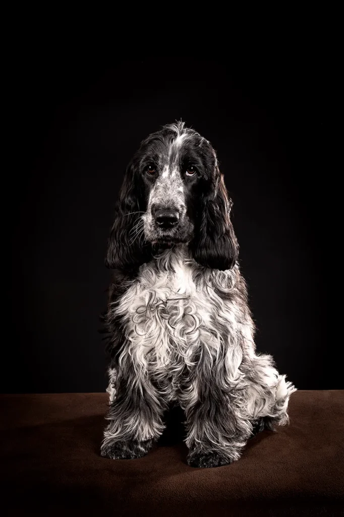 Fotostudio Portrait eines englischen Cocker Spaniel vor schwarzem Hintergrund, hochwertig und edel fotografiert von der Tierfotografin Anne Bertling aus Ascheberg im Münsterland, NRW.