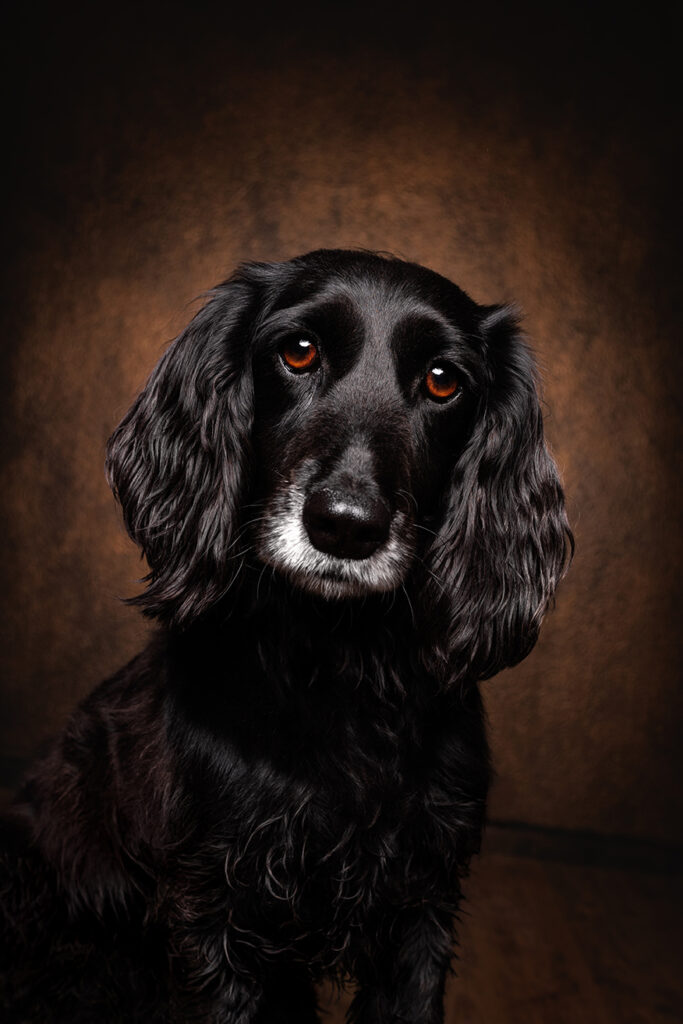 Studio Portrait eines Spaniels im seitlichen Profil vor braunem, barocken Hintergrund, hochwertig und edel fotografiert von der Tierfotografin Anne Bertling aus Ascheberg nahe Dortmund, NRW.