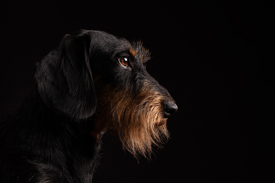 Ausdrucksstarkes Studio Portrait eines schwarzroten Rauhaar Dackels im seitlichen Profil vor schwarzem Hintergrund, hochwertig und edel fotografiert von der Tierfotografin Anne Bertling aus Ascheberg nahe Dortmund, NRW.